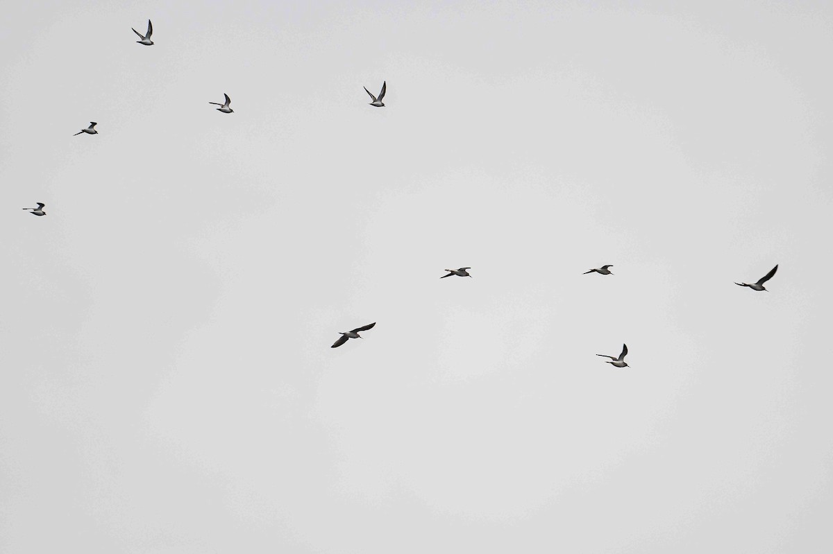 Lesser Yellowlegs - ML608684000