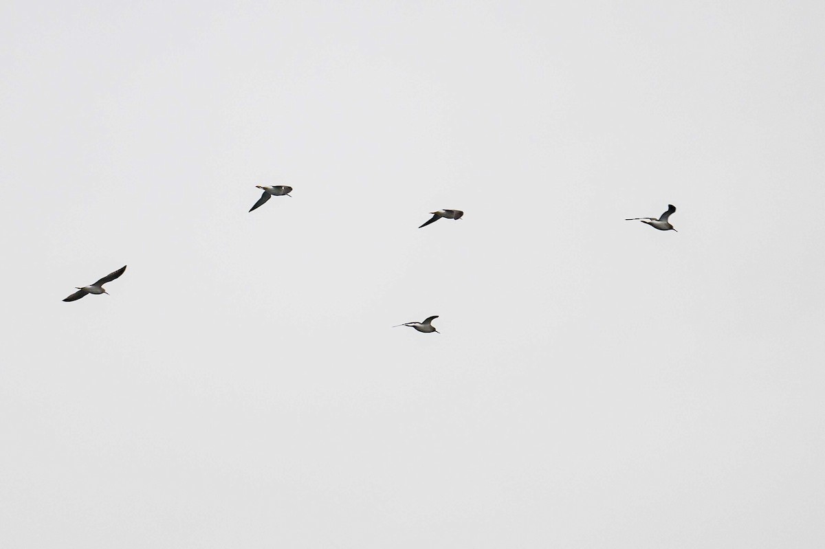 Lesser Yellowlegs - Frank King