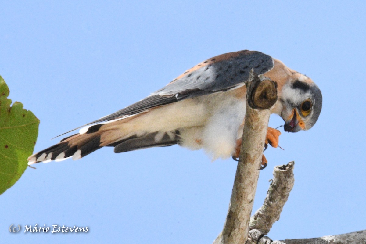 American Kestrel - ML608684005