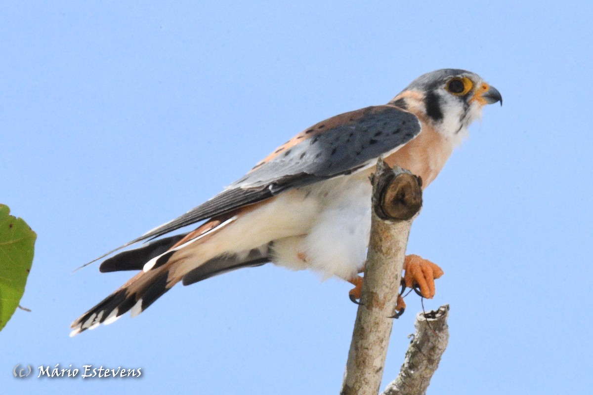 American Kestrel - ML608684006