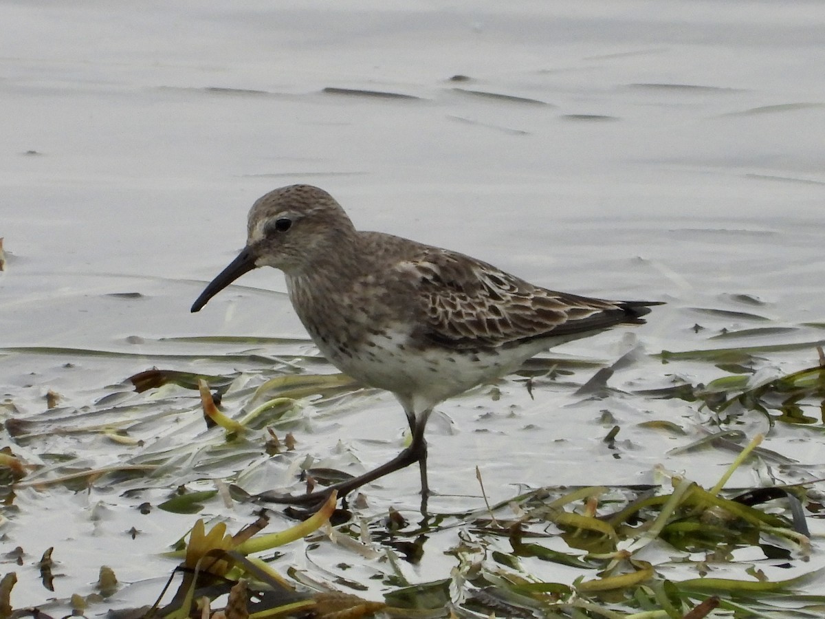 White-rumped Sandpiper - Sophie Bourdages