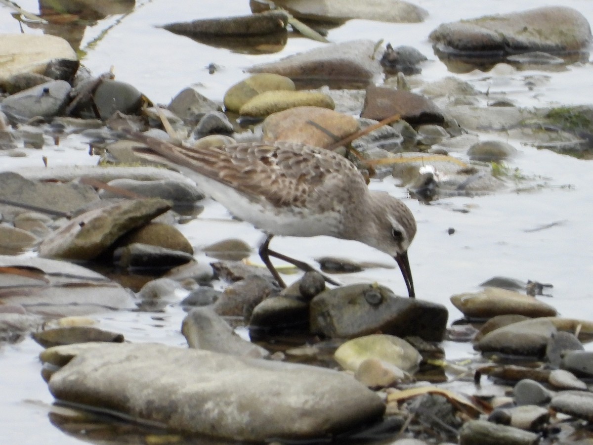 White-rumped Sandpiper - ML608684078