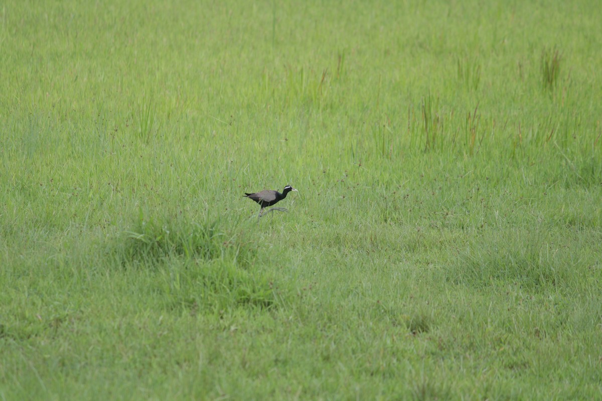 Bronze-winged Jacana - ML608684120