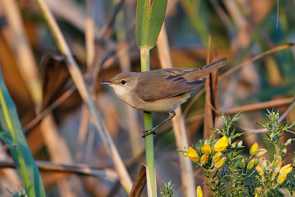 Common Reed Warbler - ML608684128