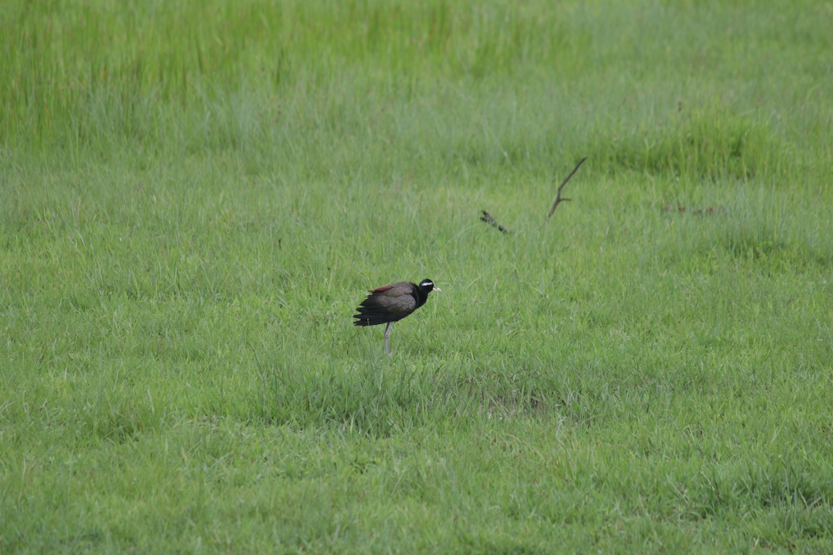 Bronze-winged Jacana - ML608684130