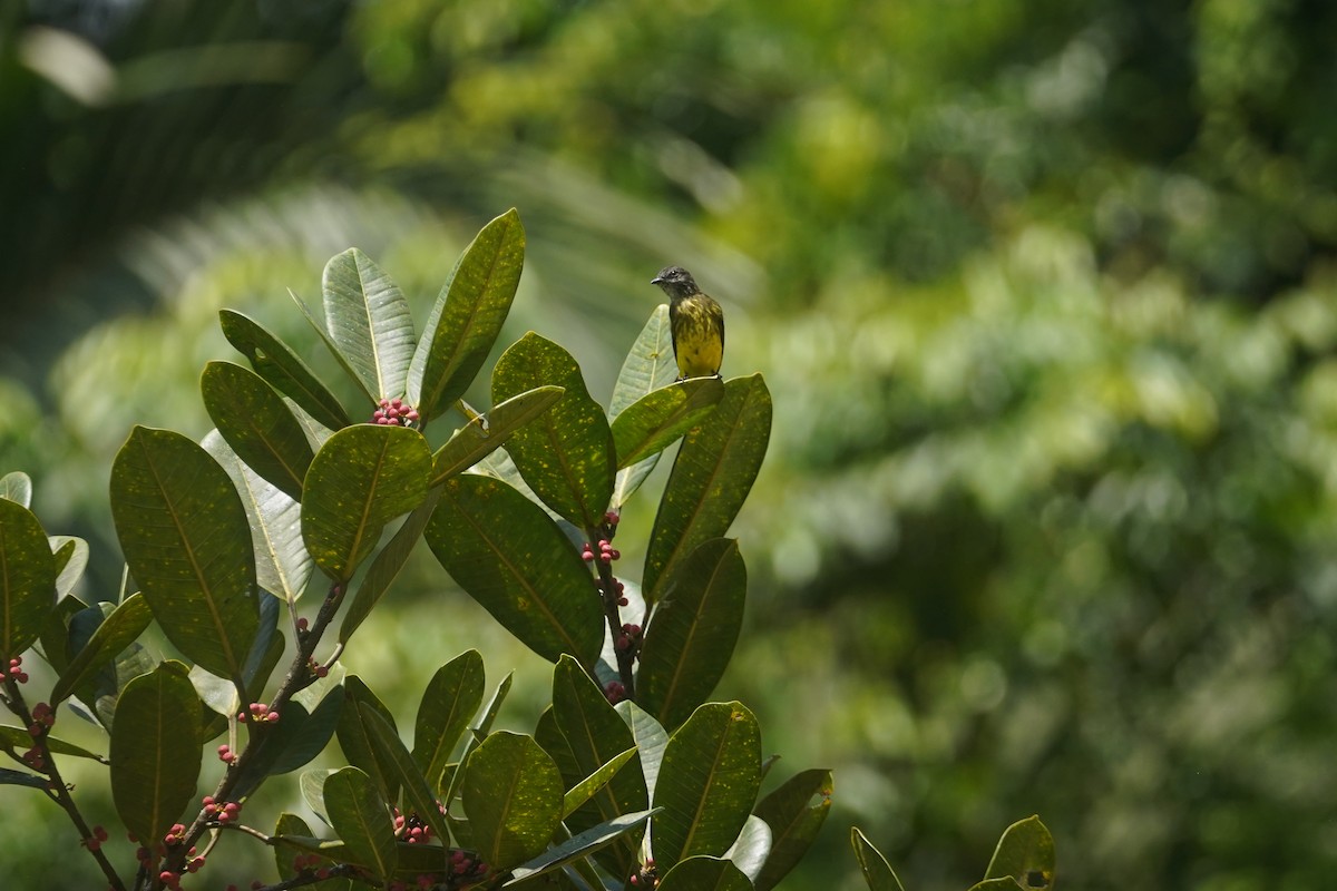 Dusky-chested Flycatcher - ML608684140