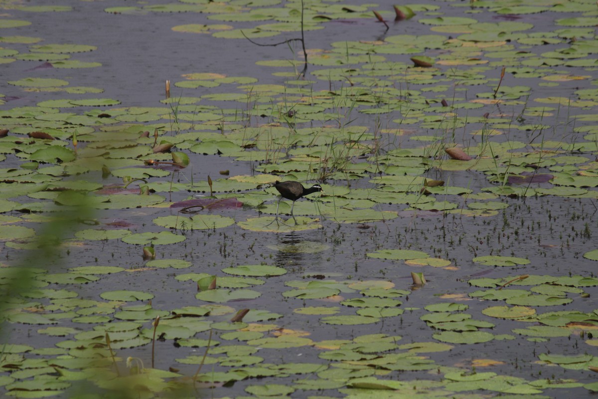 Bronze-winged Jacana - ML608684144