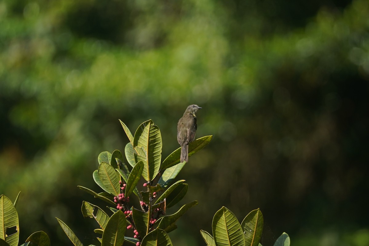 Dusky-chested Flycatcher - ML608684148