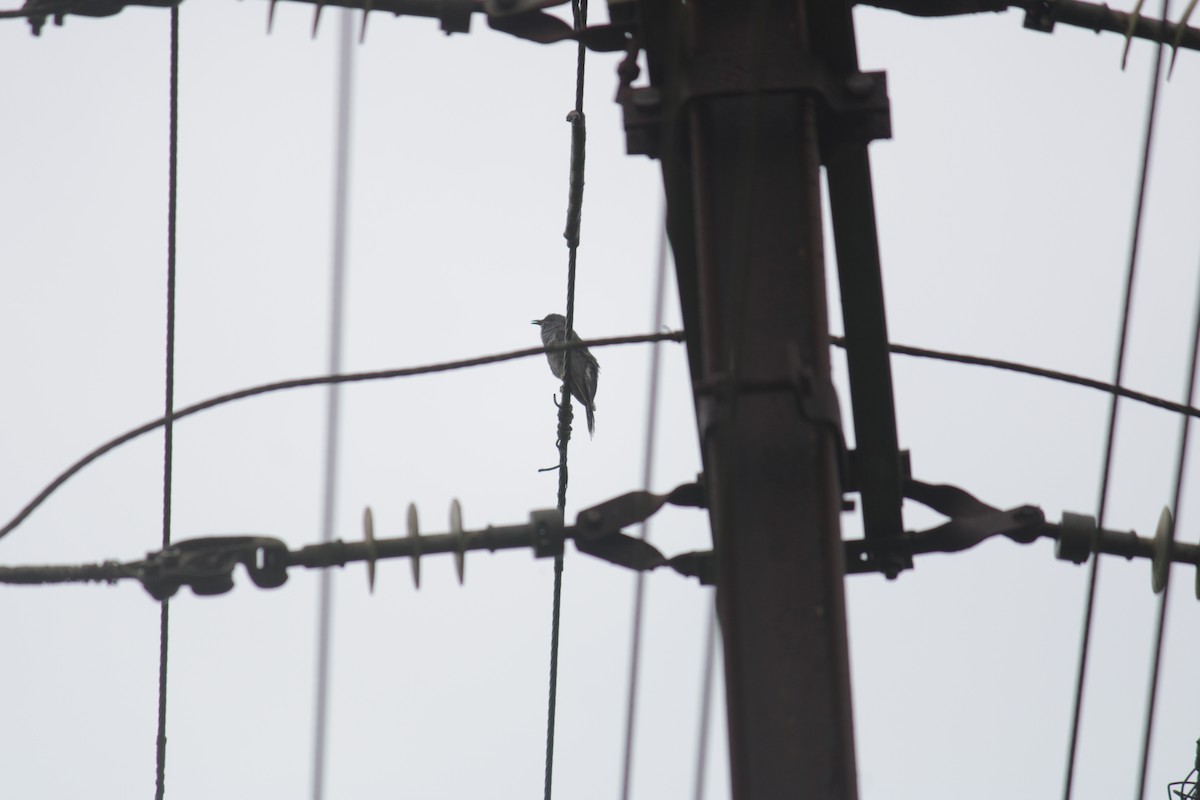 Gray-bellied Cuckoo - ML608684165