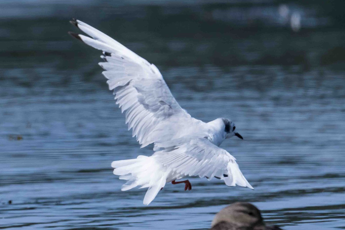 Bonaparte's Gull - ML608684184