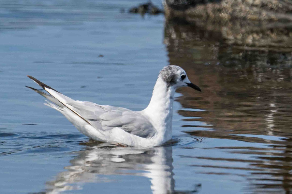 Bonaparte's Gull - Frank King