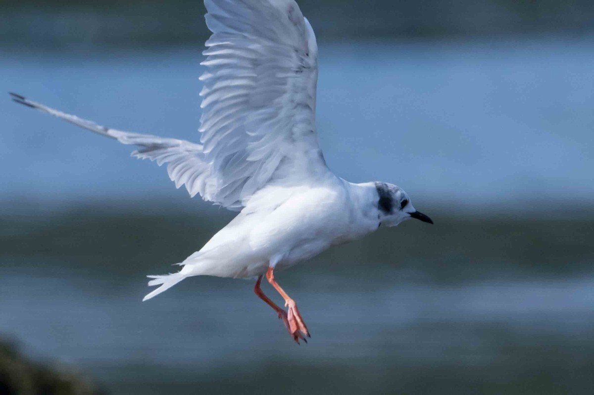 Bonaparte's Gull - Frank King