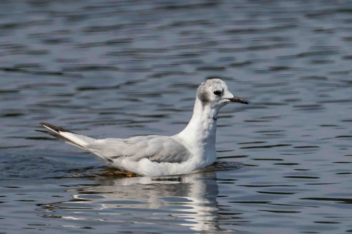 Bonaparte's Gull - Frank King