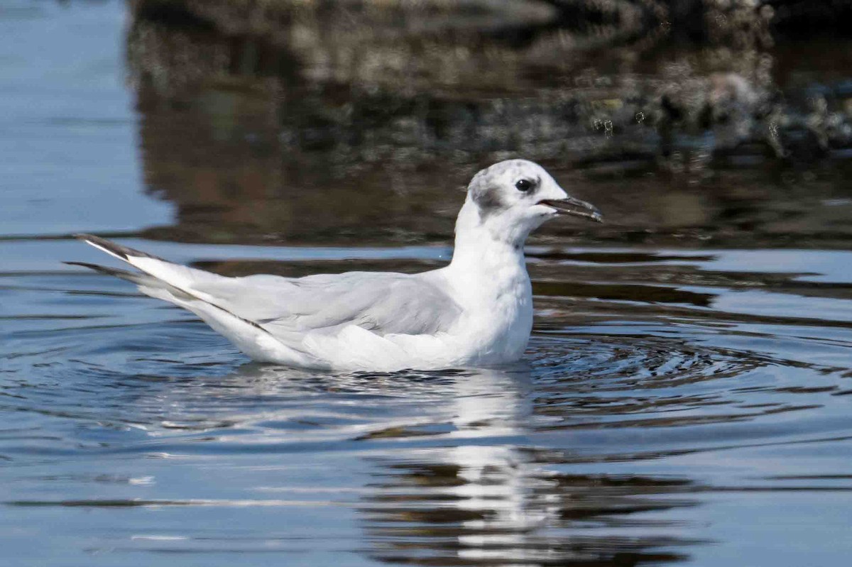 Mouette de Bonaparte - ML608684191