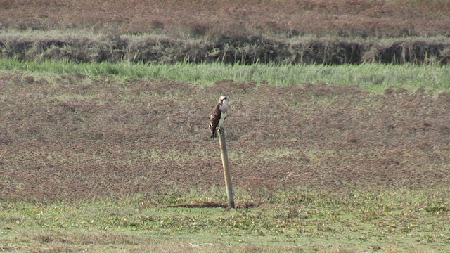 Osprey - ML608684203