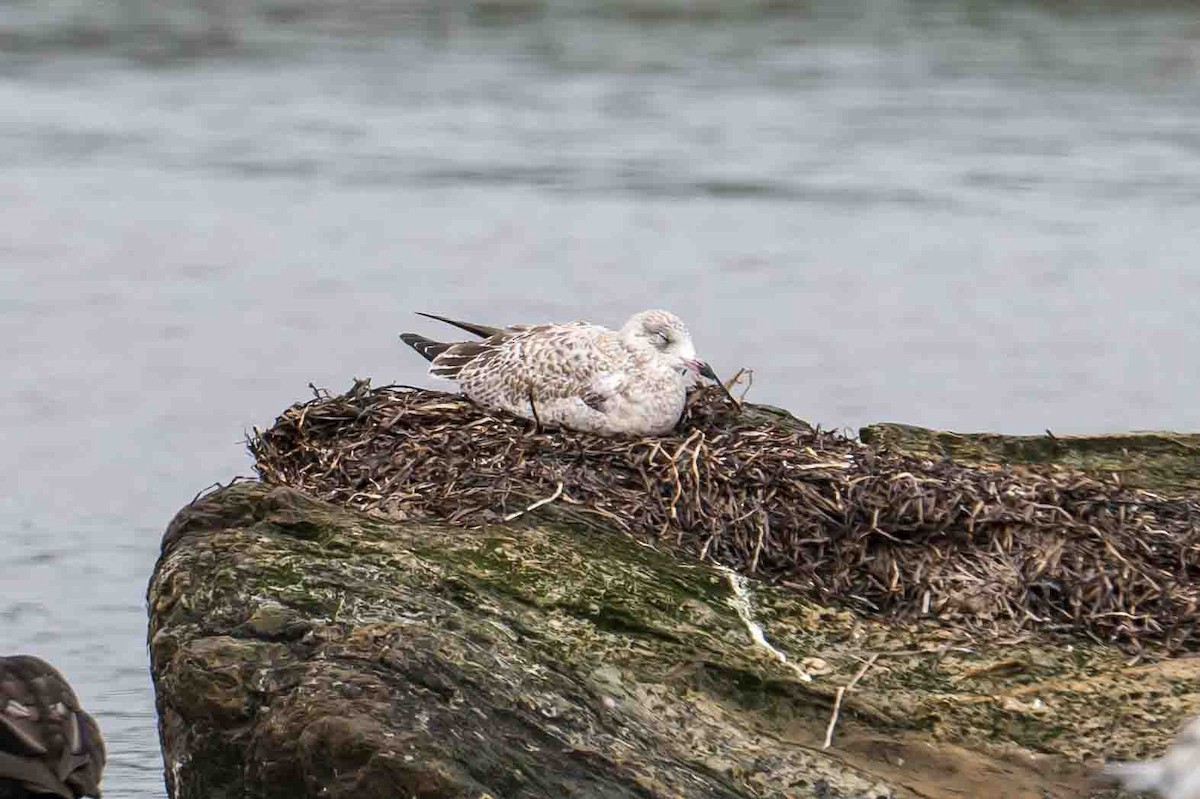 Ring-billed Gull - Frank King