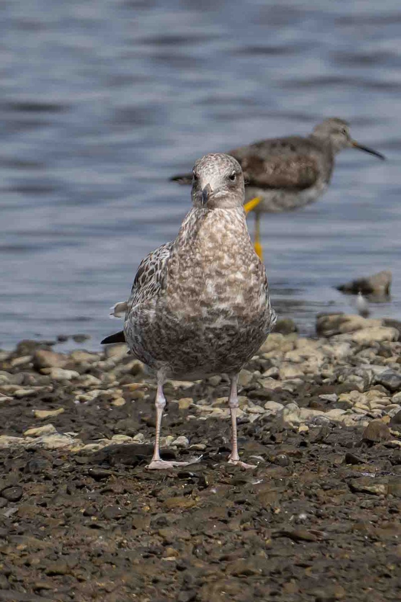 Ring-billed Gull - Frank King