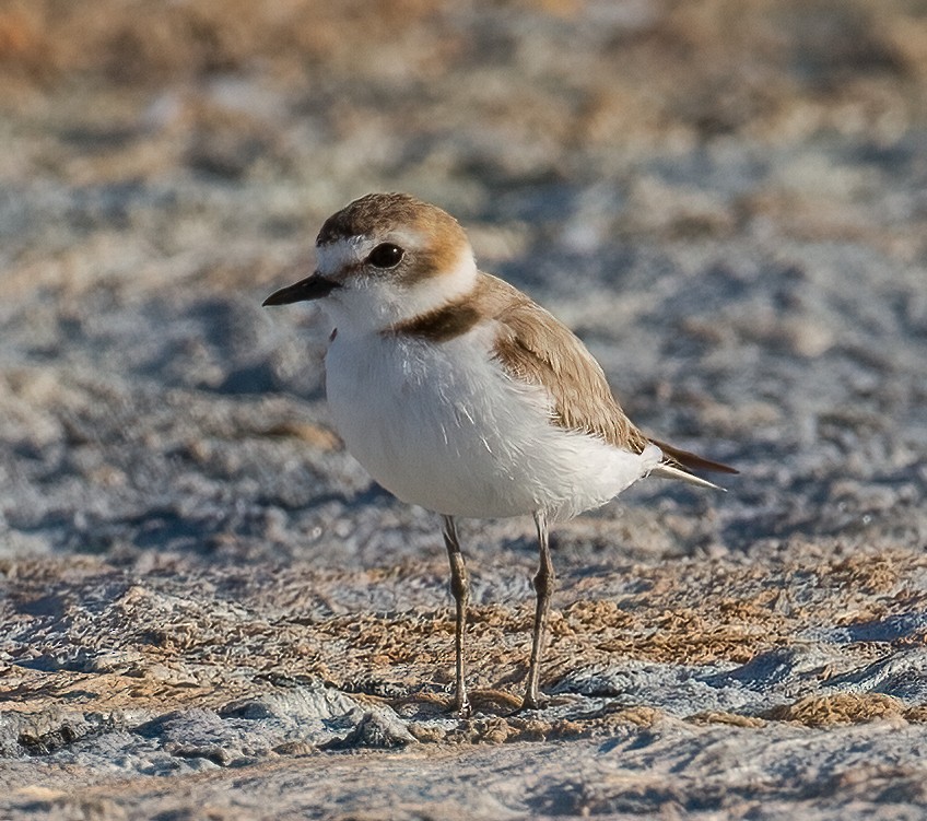 Kentish Plover - José Martín