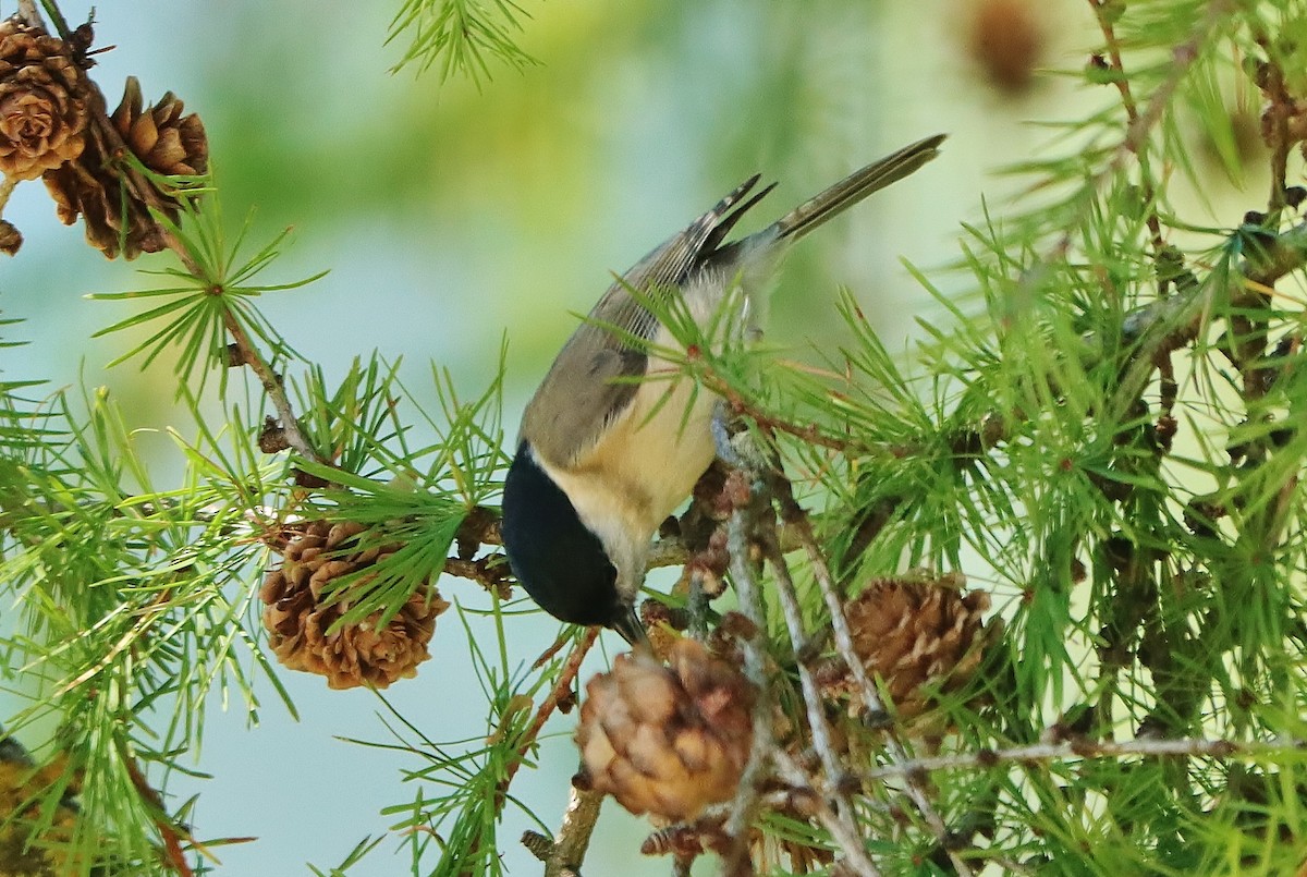 Willow Tit - Volker Lange