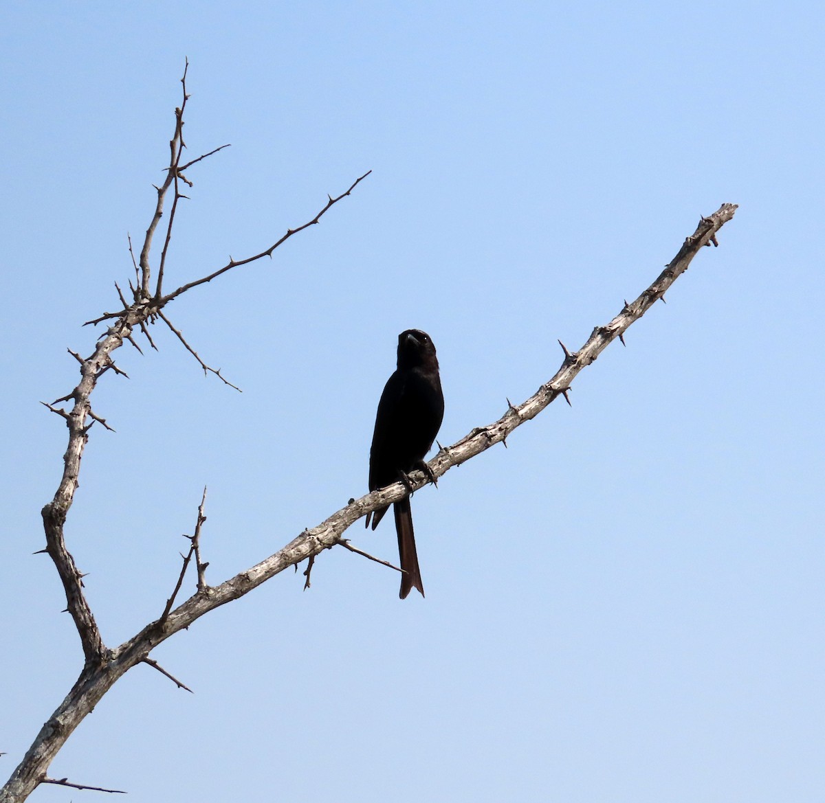 Fork-tailed Drongo - Amy Evenstad