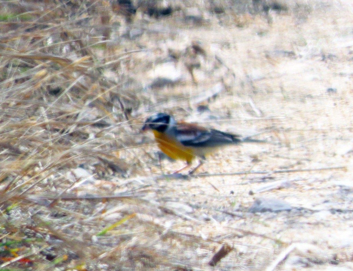 Golden-breasted Bunting - Amy Evenstad