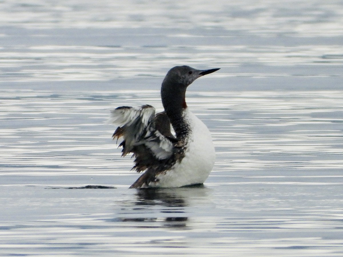 Red-throated Loon - Sophie Bourdages