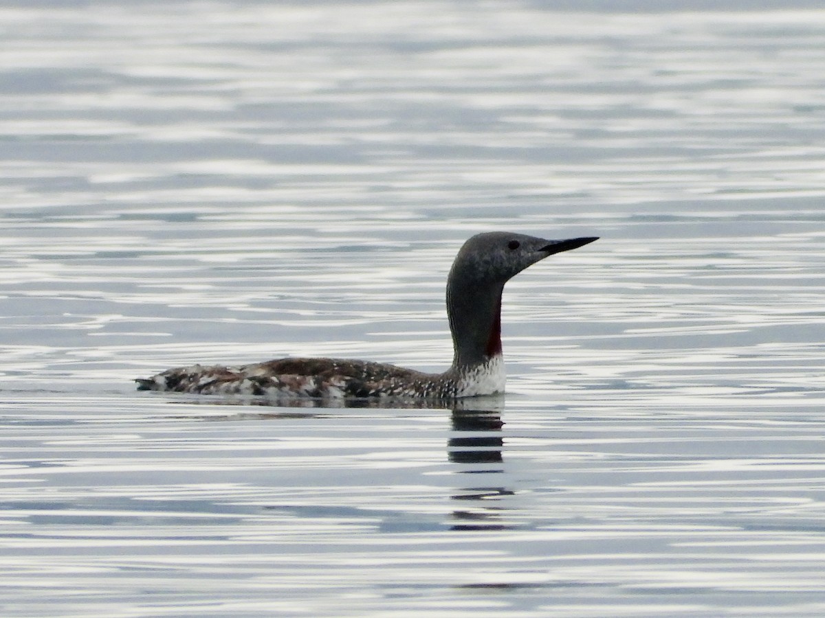 Red-throated Loon - Sophie Bourdages