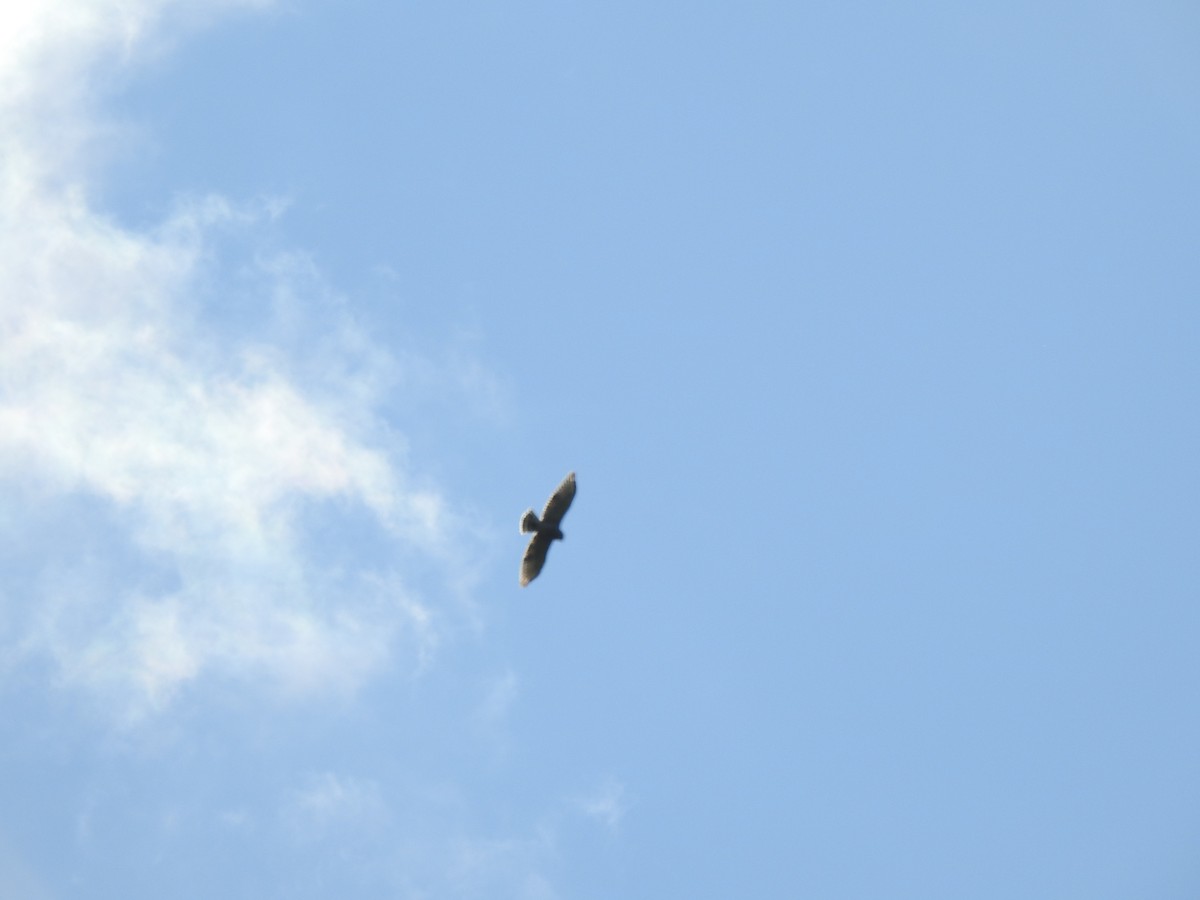 Accipiter sp. - Jacques Bélanger