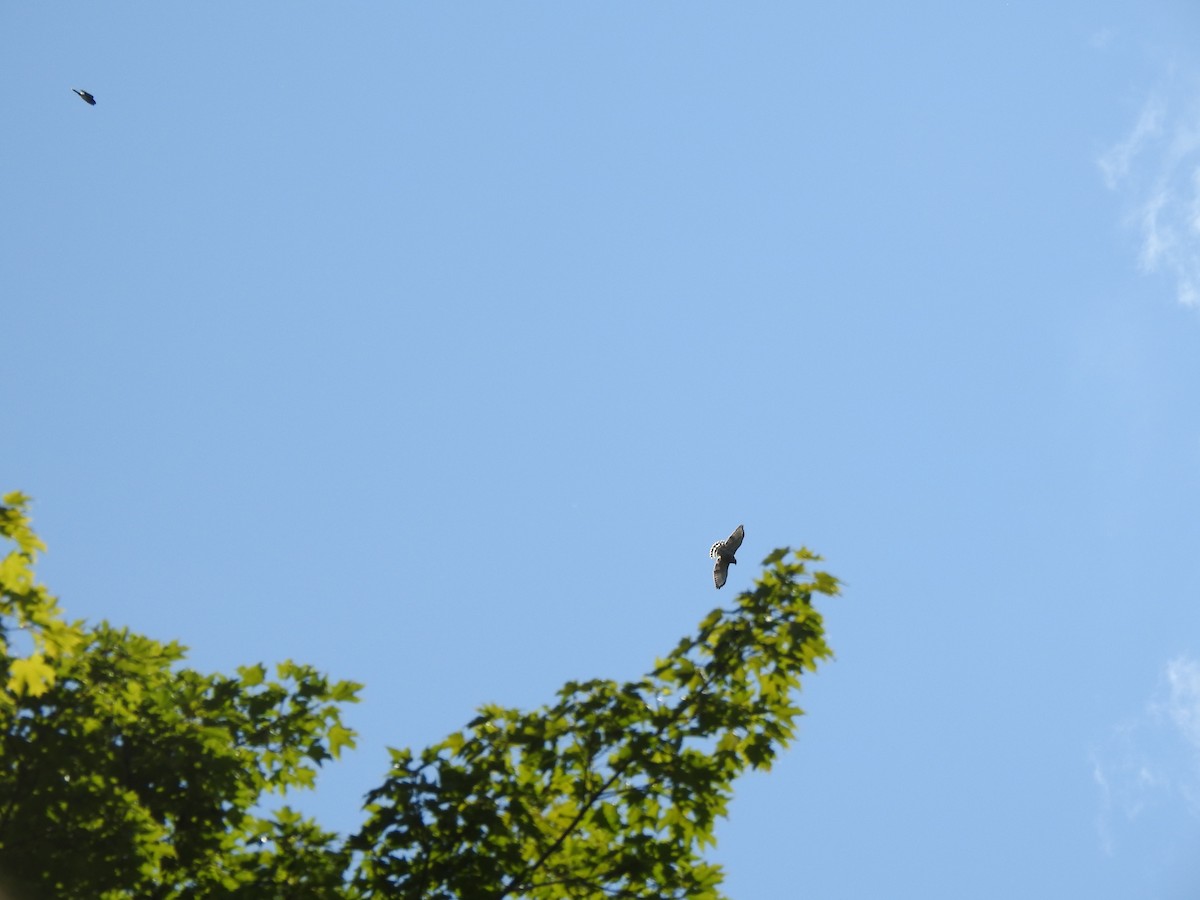 Accipiter sp. - Jacques Bélanger