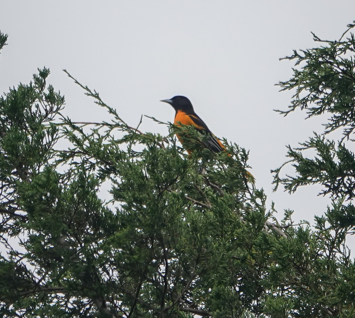 Oriole de Baltimore - ML608684412