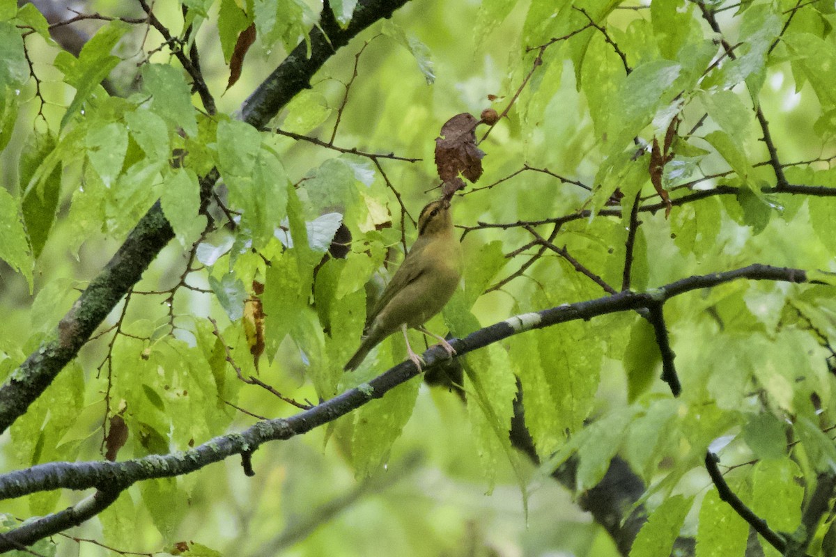 Worm-eating Warbler - ML608684413