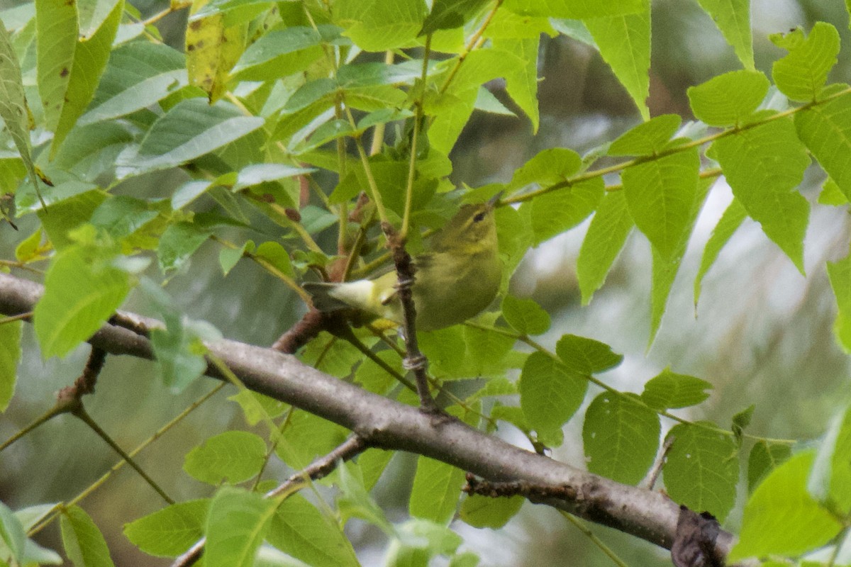 Tennessee Warbler - ML608684429