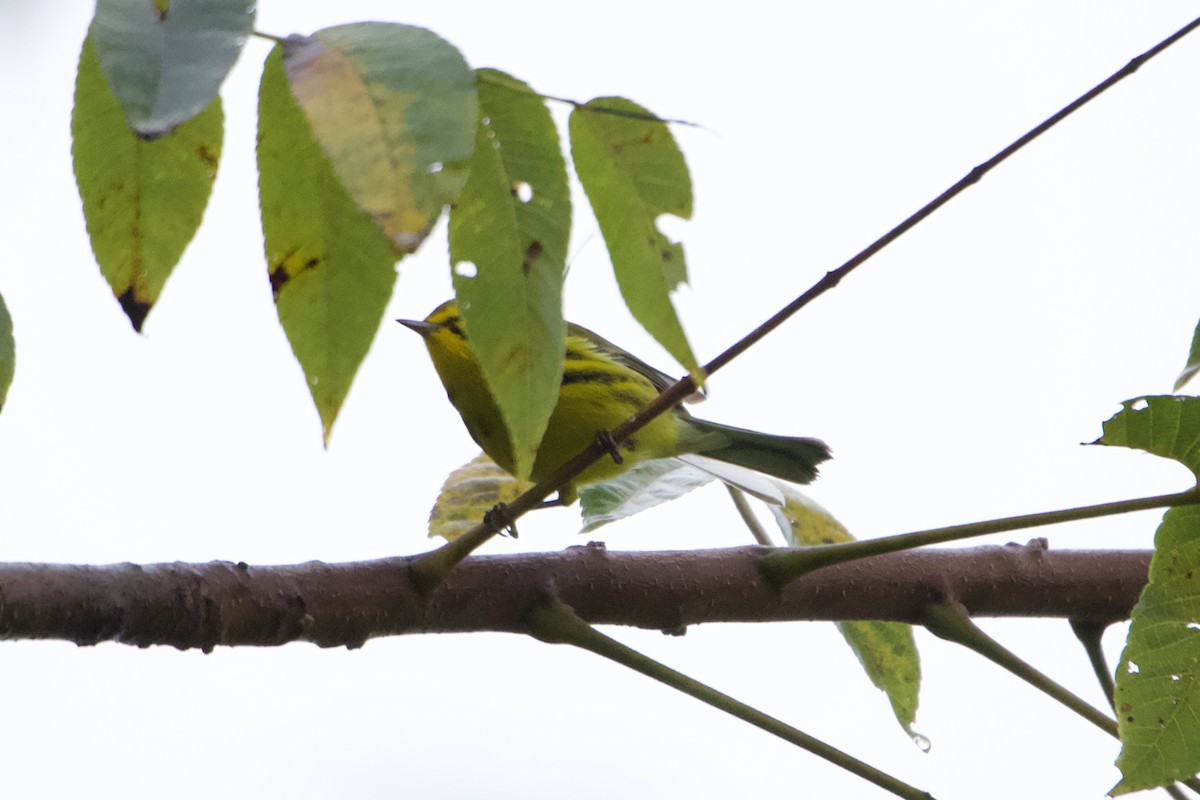 Prairie Warbler - ML608684450