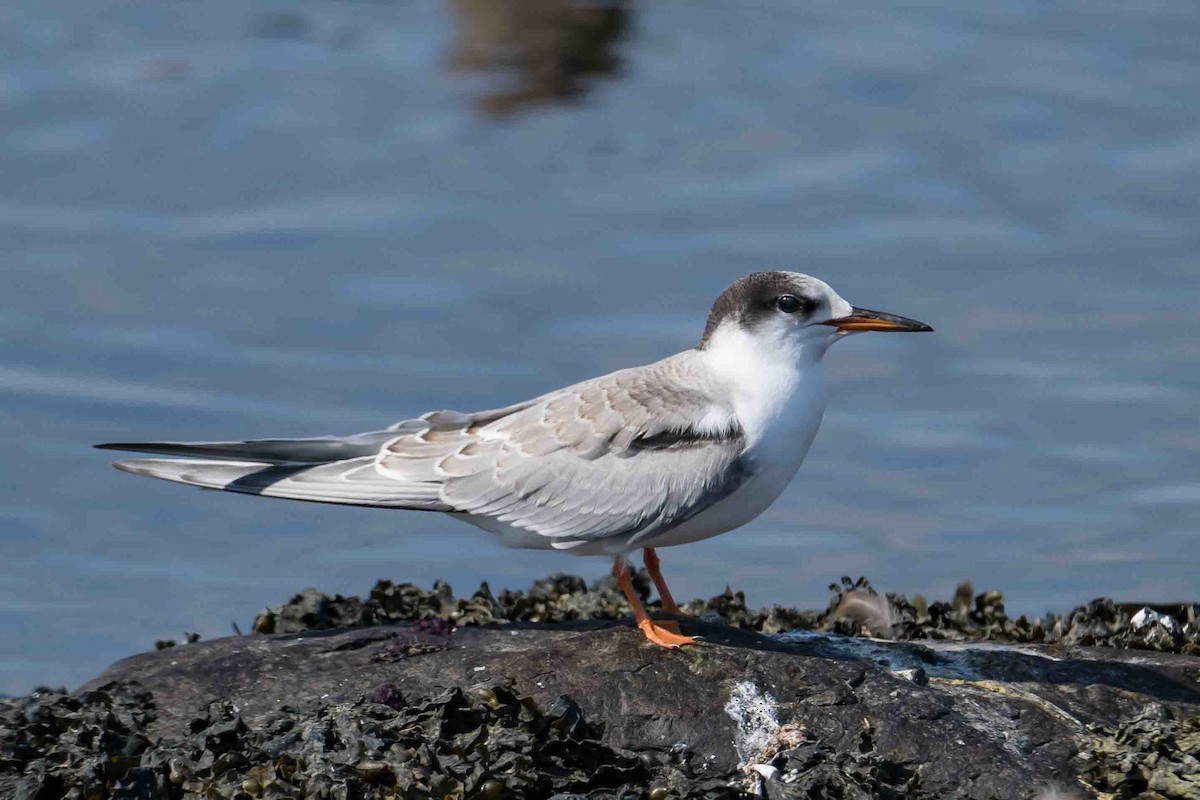 Common Tern - Frank King