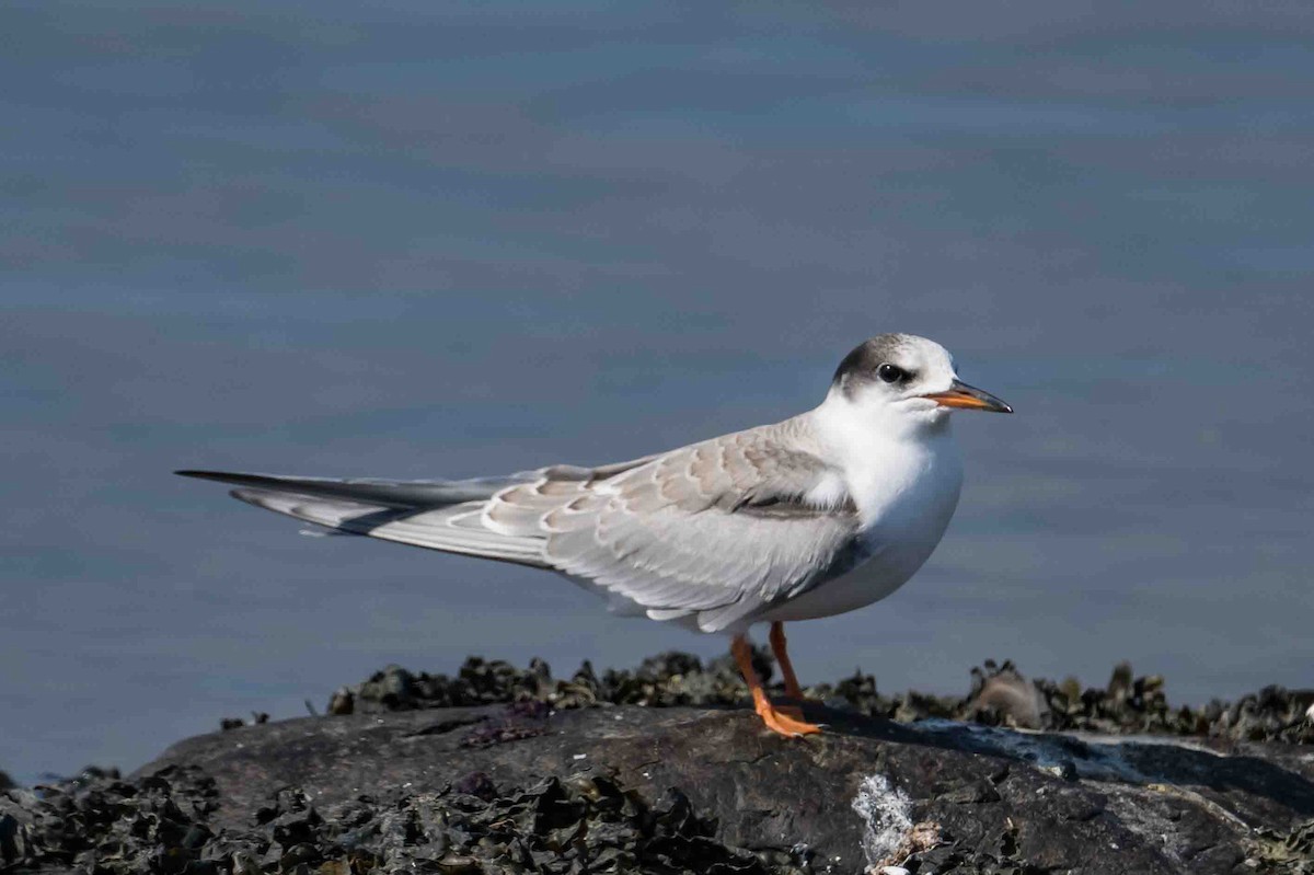 Common Tern - Frank King