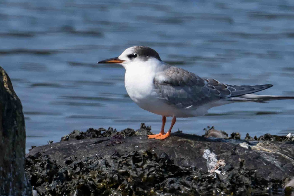 Common Tern - Frank King