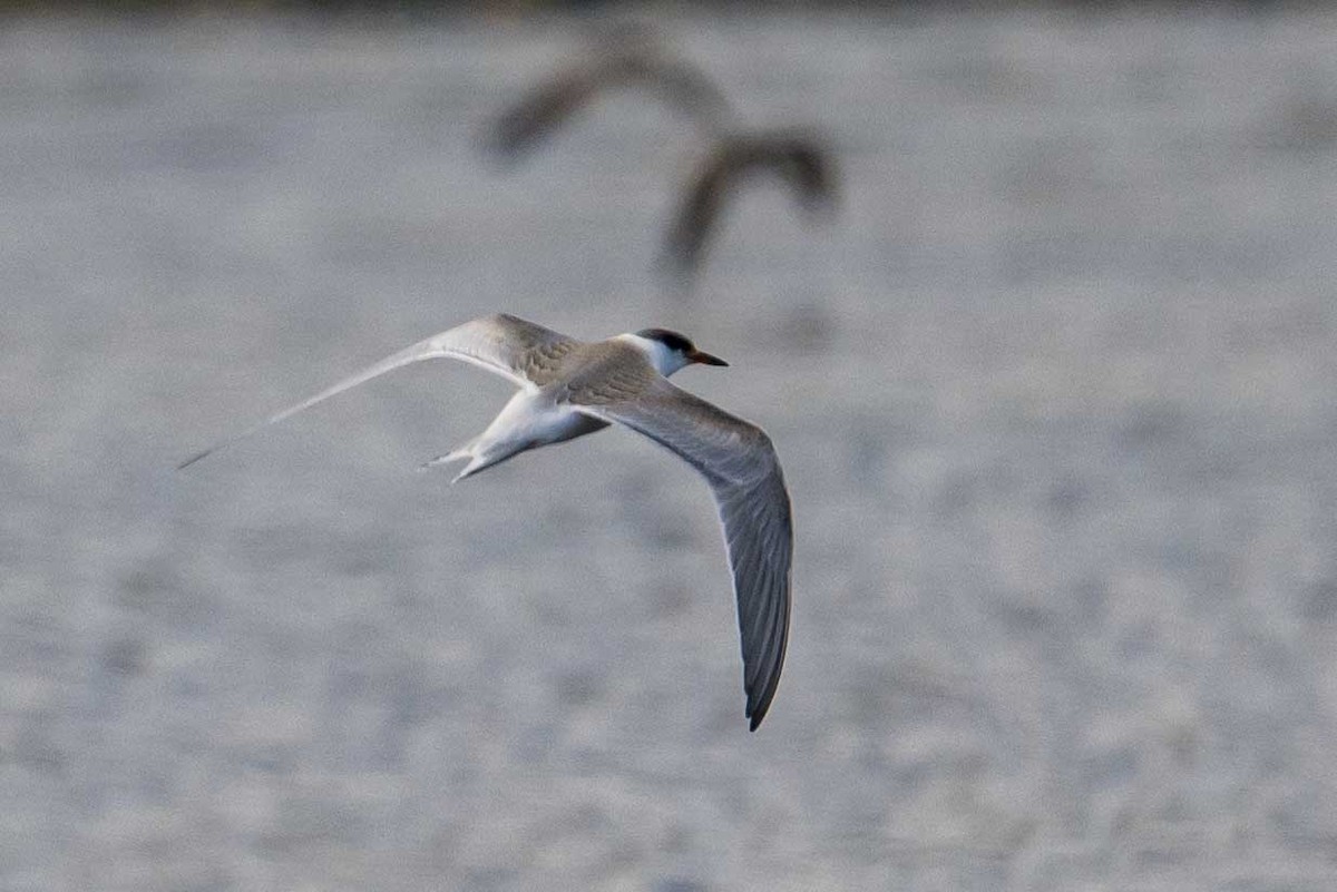 Common Tern - Frank King