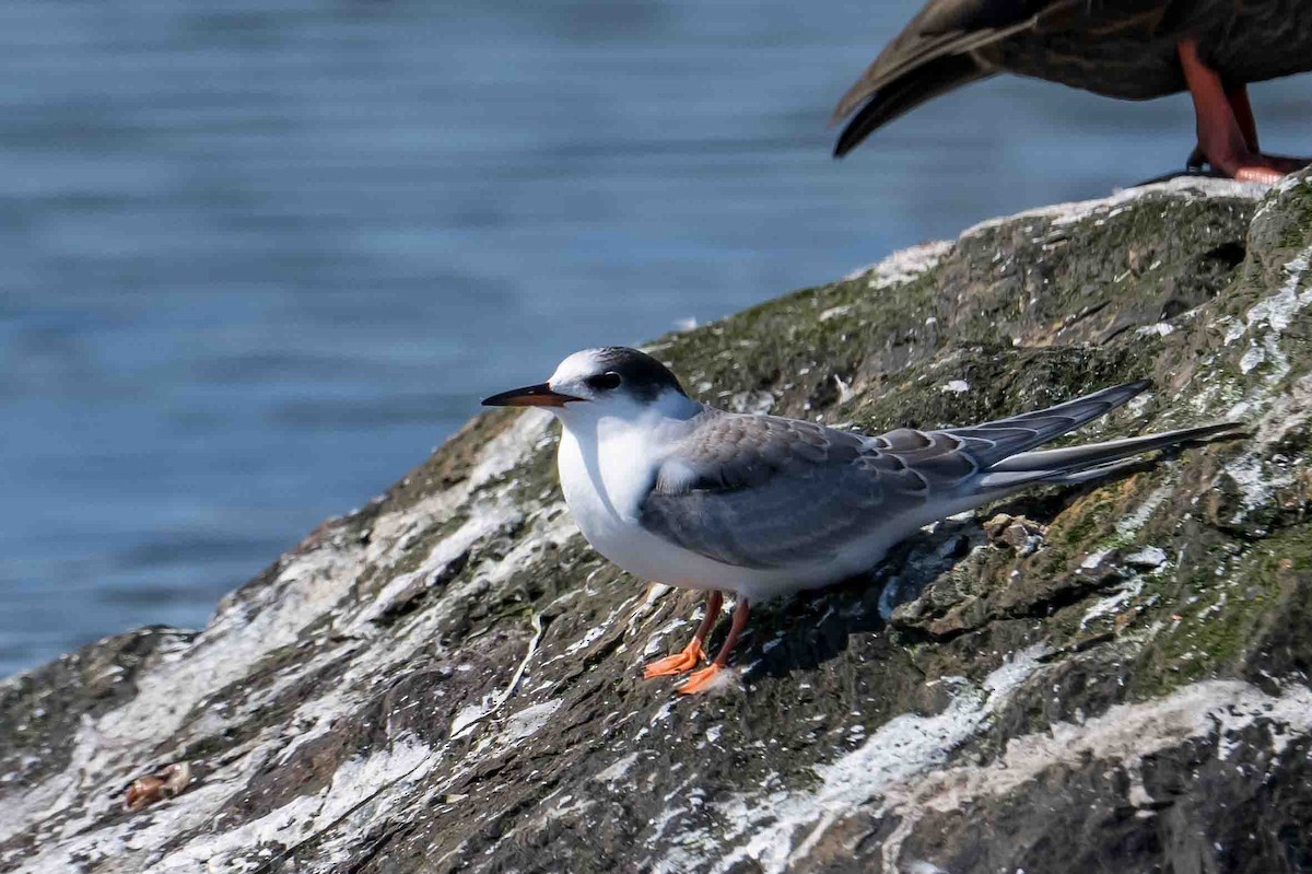 Common Tern - Frank King