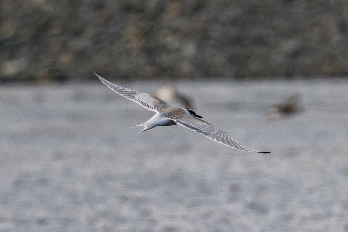 Common Tern - ML608684560