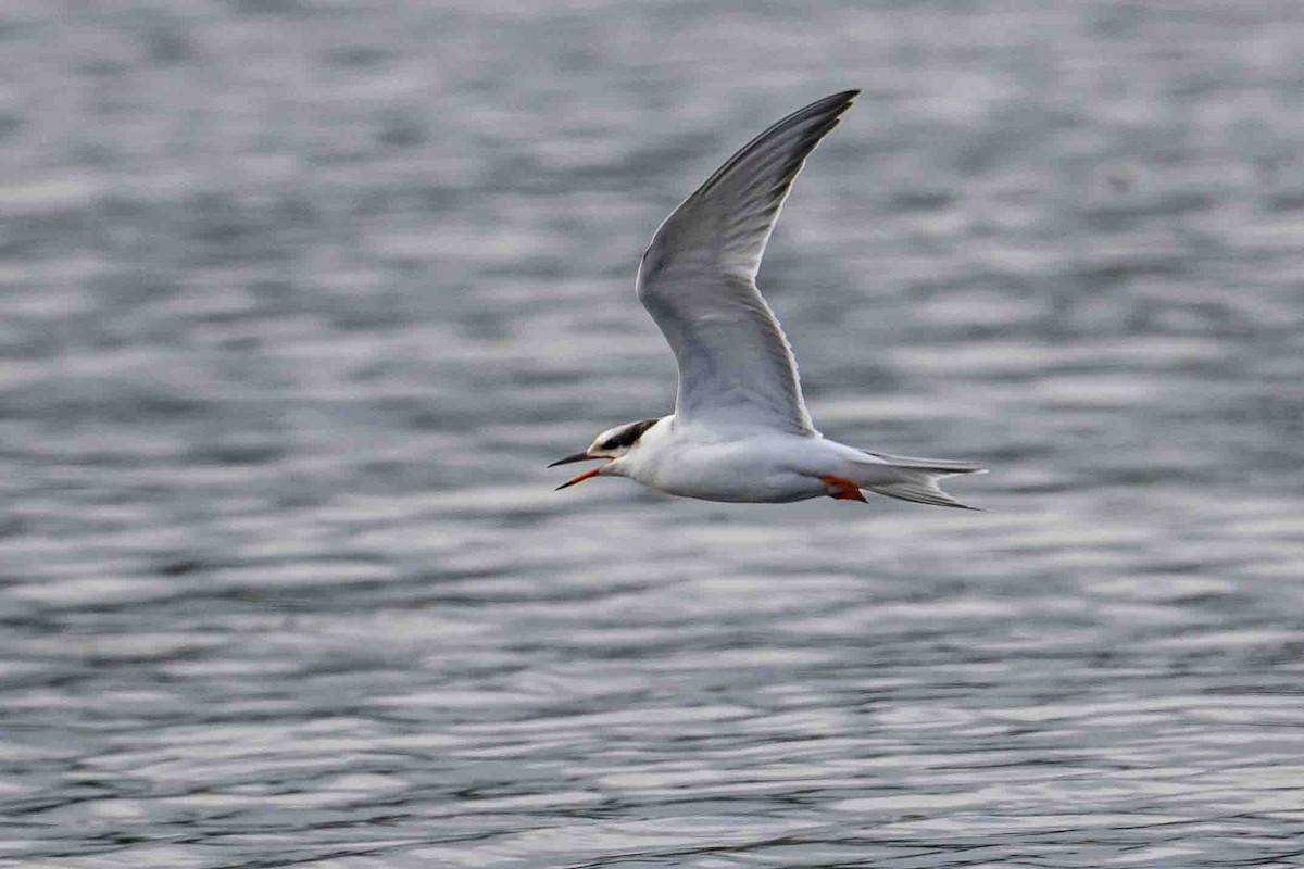 Common Tern - Frank King