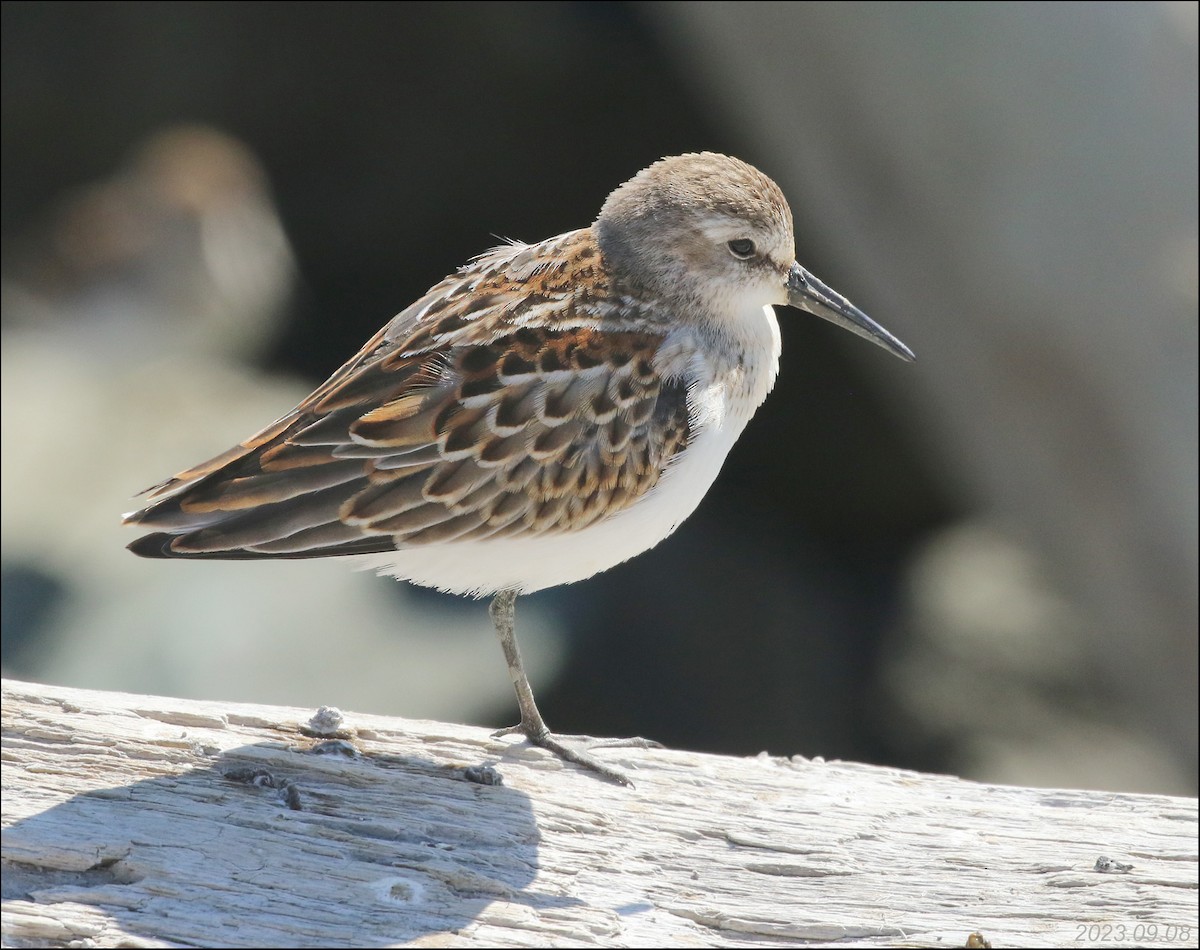 Western Sandpiper - ML608684574