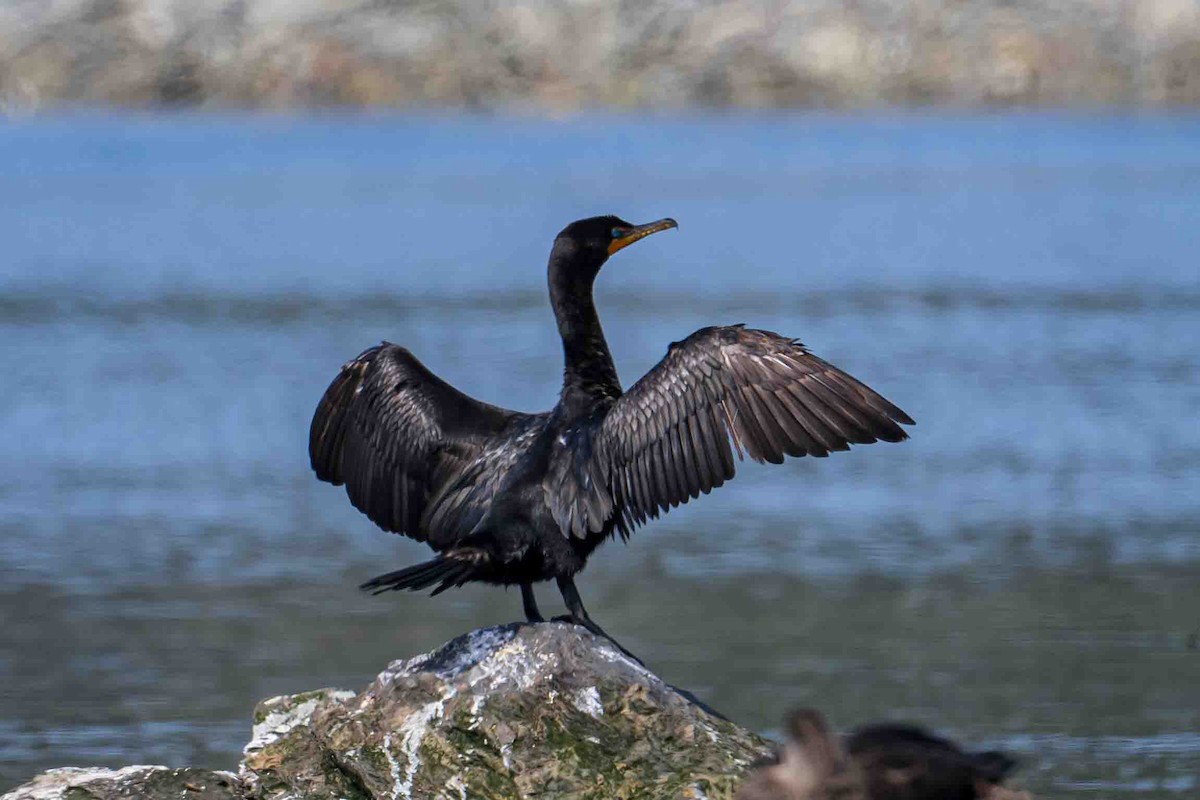 Double-crested Cormorant - Frank King