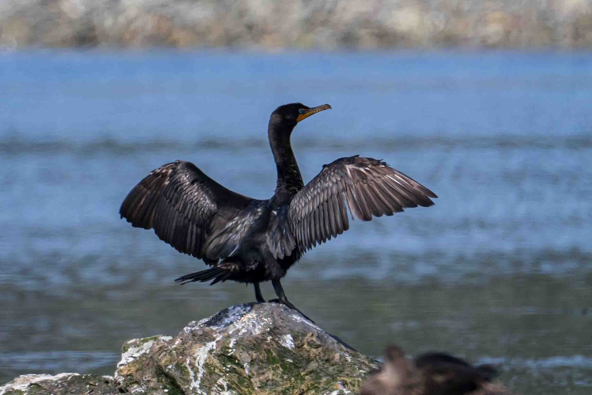 Double-crested Cormorant - Frank King