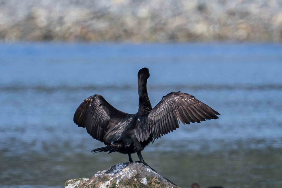 Double-crested Cormorant - Frank King