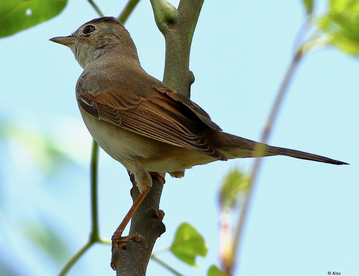 Greater Whitethroat - Ains Priestman