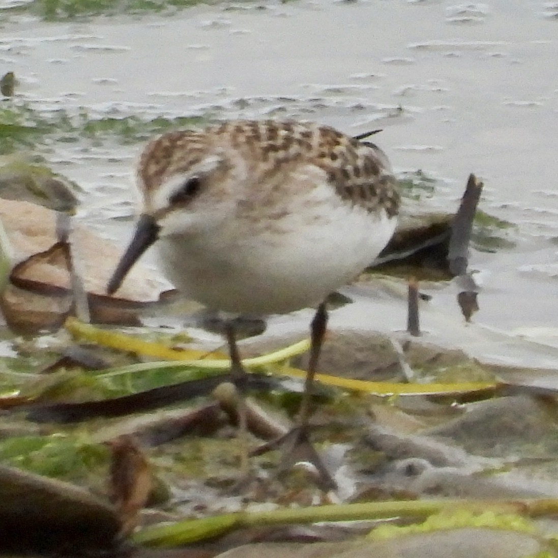 Semipalmated Sandpiper - Sophie Bourdages