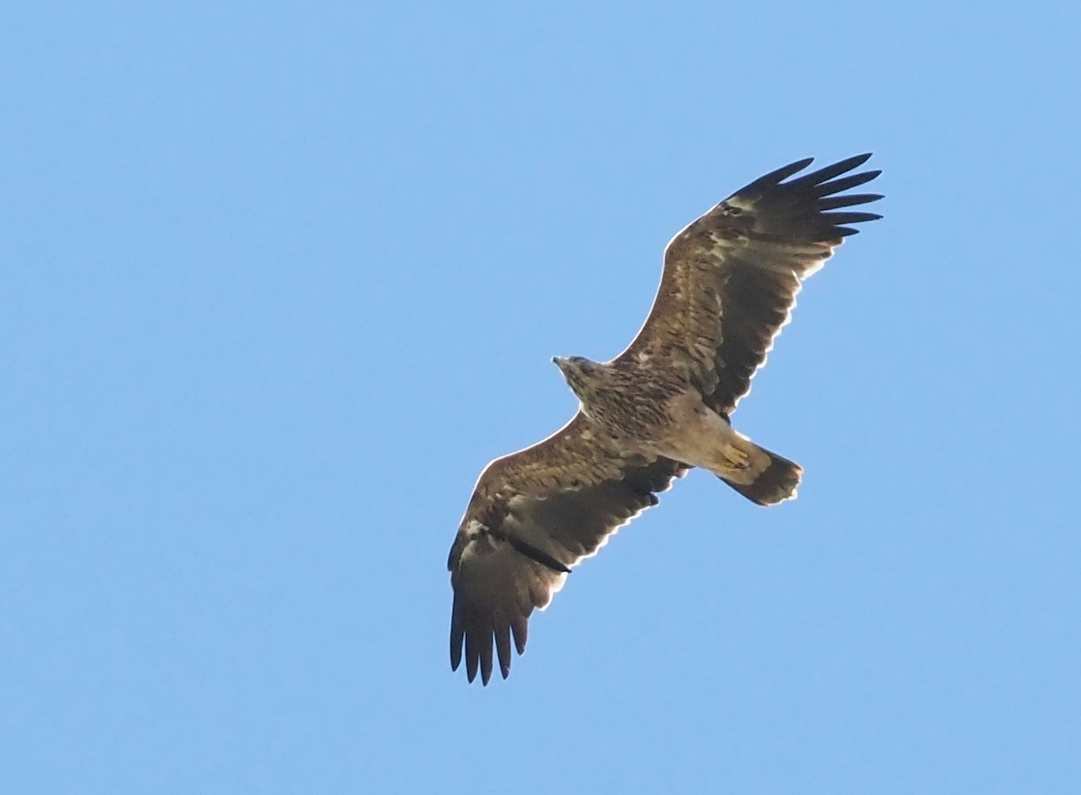 Imperial Eagle - Asmus Schröter