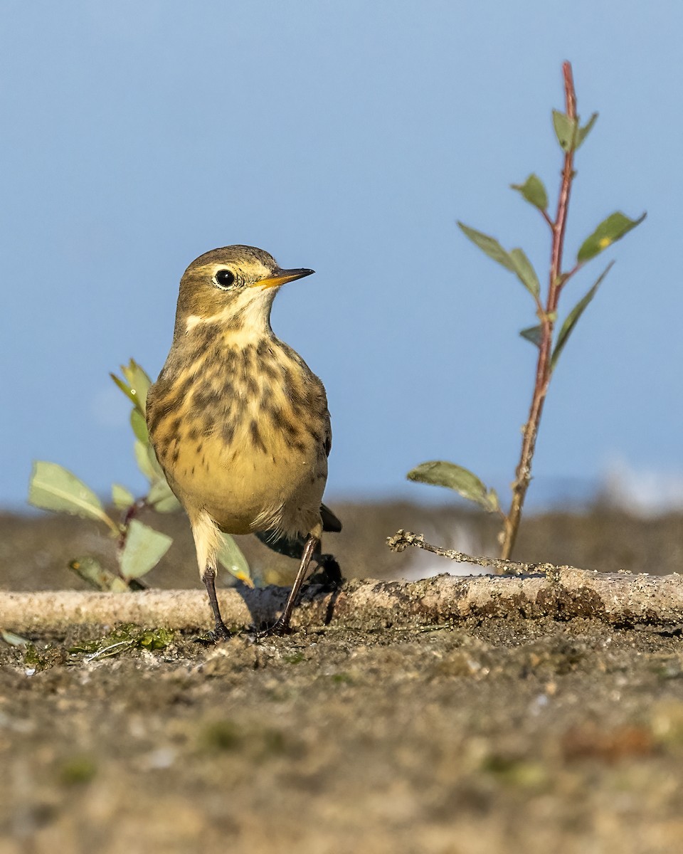 American Pipit - ML608684670