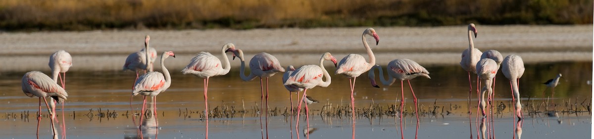 Greater Flamingo - José Martín