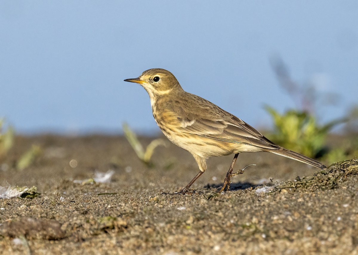 American Pipit - ML608684680